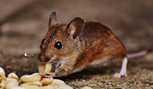 24 Hour & Emergency Exterminators in Little Falls, WV